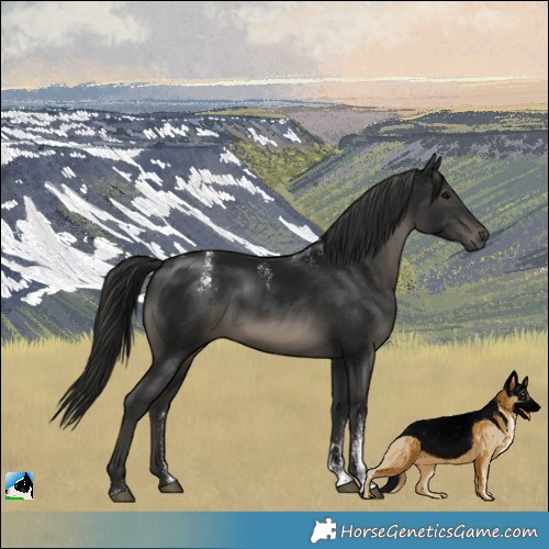 Horse Color:Powder White Gray Black Rabicano 