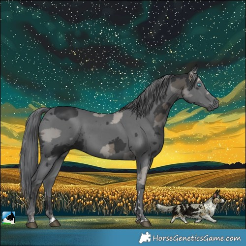 Horse Color:Black Merle