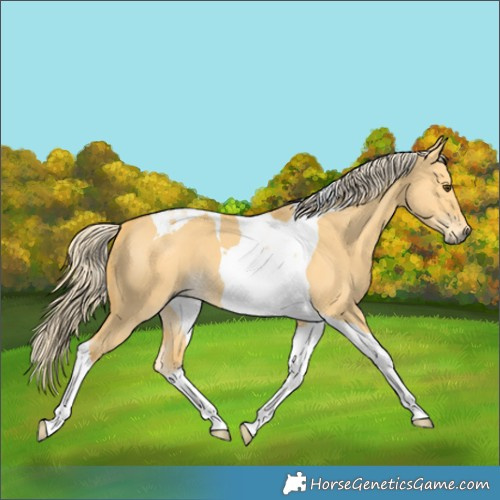 Horse Color:Palomino Dun Tobiano