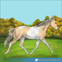 Horse Color:Palomino Dun Tobiano