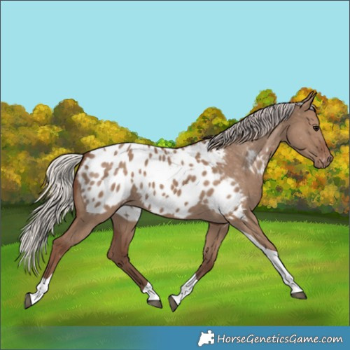 Horse Color:Silver Grullo Tobiano Blanket 