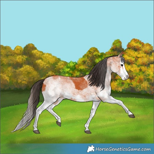 Horse Color:White Spotted Bay Splash and White Spotted Bay Splash