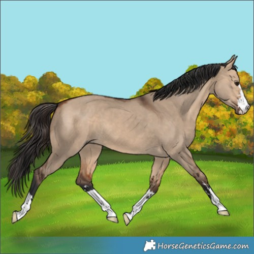 Horse Color:Bay Dun 