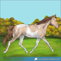 Horse Color:Gold Champagne Dun Tobiano 