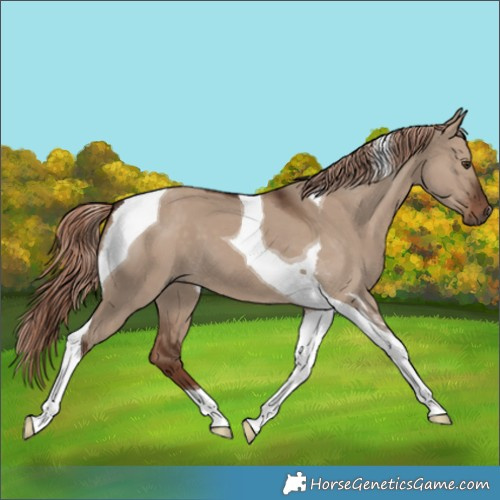 Horse Color:Liver Red Dun Tobiano 