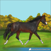 Horse Color:Bay 