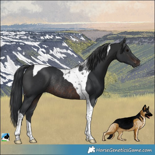 Horse Color:Brown Tobiano Rabicano 