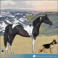 Horse Color:Brown Tobiano Rabicano
