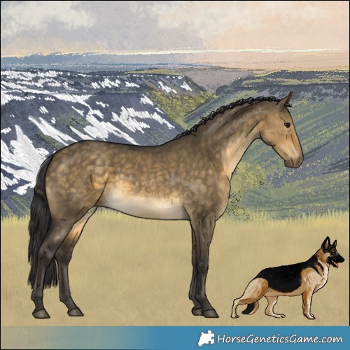 Horse Color:Buckskin Dun Rabicano