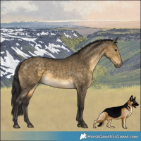 Horse Color:Buckskin Dun Rabicano 
