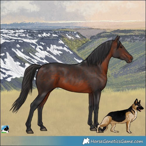 Horse Color:Brown Rabicano 