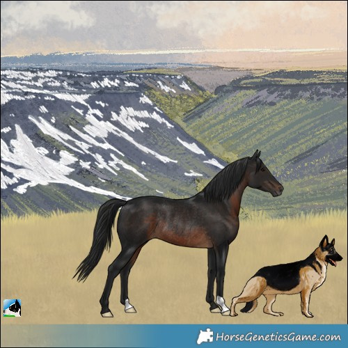 Horse Color:Gray Brown Rabicano 