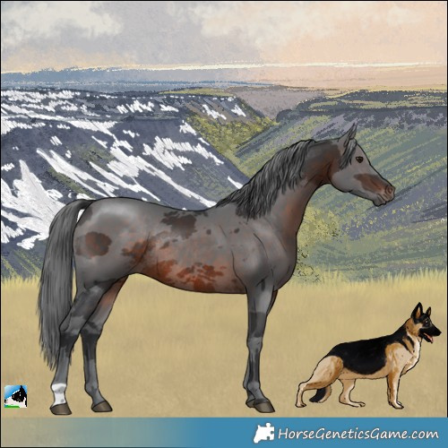Horse Color:Brown Mushroom Merle Rabicano 