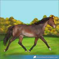 Horse Color:Bay Appaloosa
