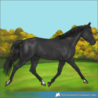 Horse Color:Black Rabicano 