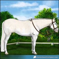 Horse Color:Cremello Splash and Cremello Dun Splash