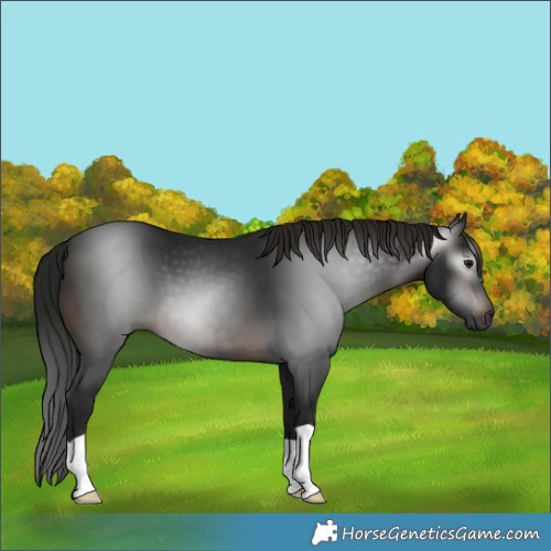 Horse Color:Gray Brown 