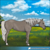 Horse Color:Silver Smoky Black 