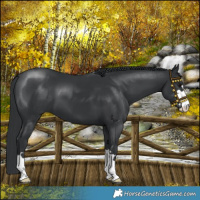 Horse Color:Black 