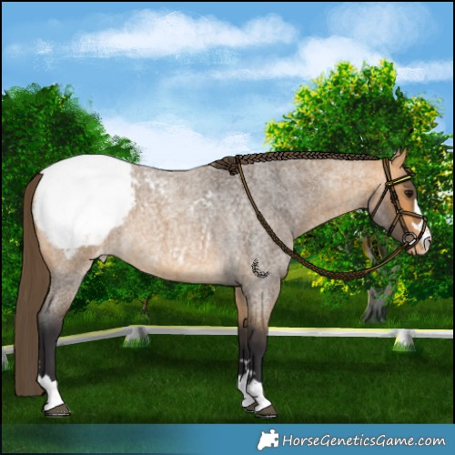 Horse Color:Buckskin Roan Snowcap 
