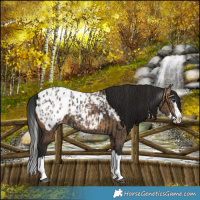 Horse Color:Black Splash Blanket and Gray Brown Dun Splash Blanket