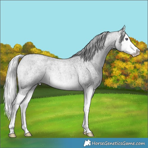 Horse Color:Silver Bay Chinchilla Roan Splash 