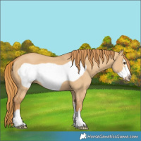 Horse Color:Red Dun Frame 