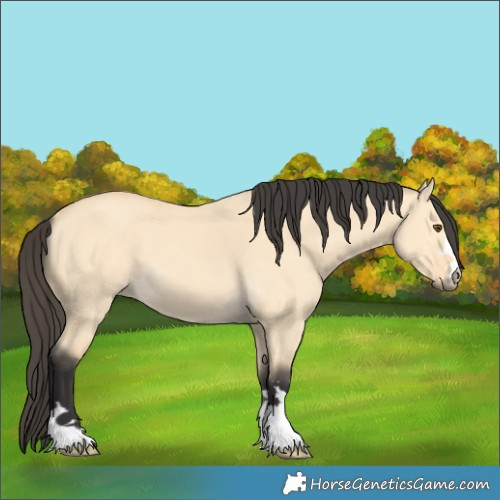 Horse Color:Buckskin Dun 