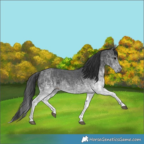Horse Color:Gray White Spotted Black  and White Spotted Black 