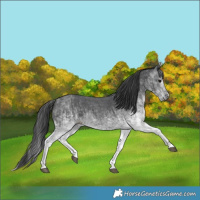 Horse Color:Gray White Spotted Black  and White Spotted Black 
