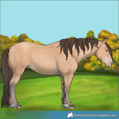 Horse Color:Amber Champagne 