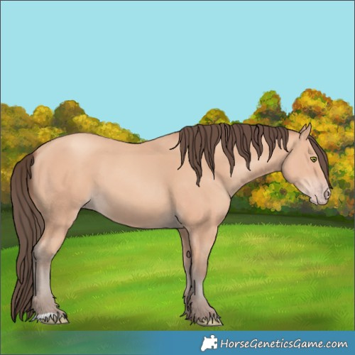 Horse Color:Amber Champagne 