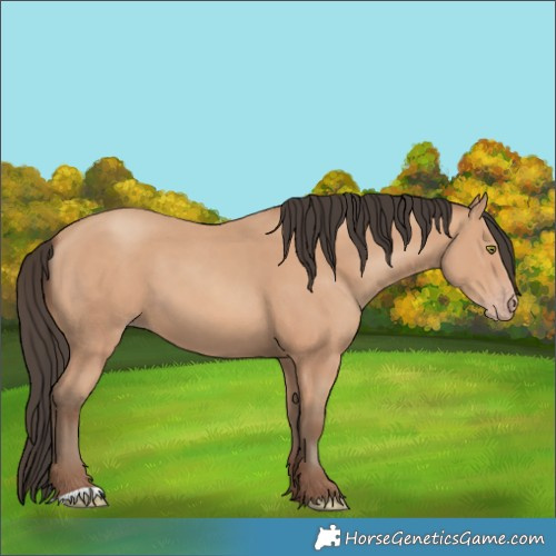 Horse Color:Amber Champagne 