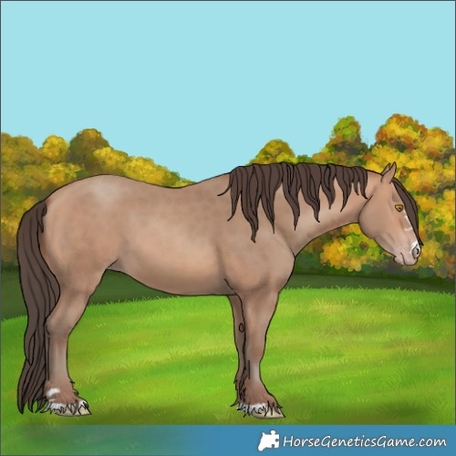 Horse Color:Amber Champagne 