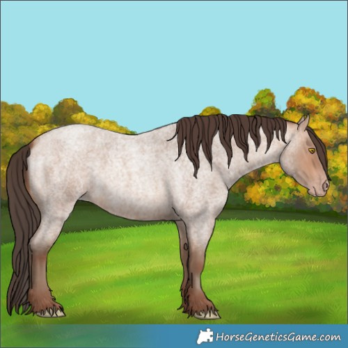 Horse Color:Amber Champagne Roan 