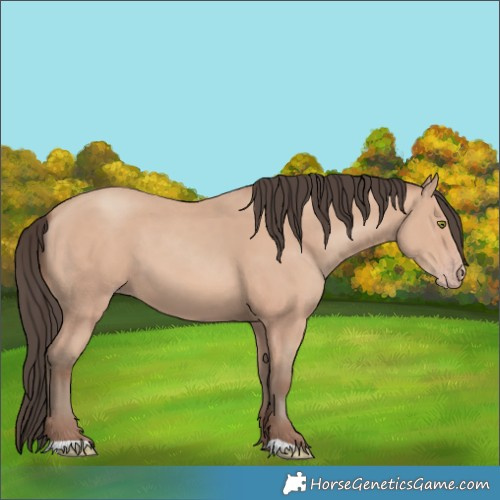 Horse Color:Amber Champagne 