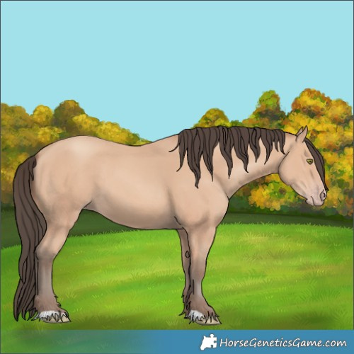 Horse Color:Amber Champagne 