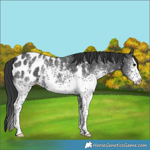 Horse Color:White Spotted Black Sabino Appaloosa 