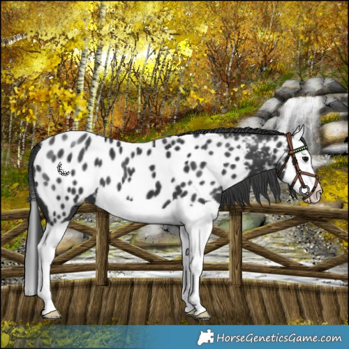 Horse Color:Black Splash Blanket 