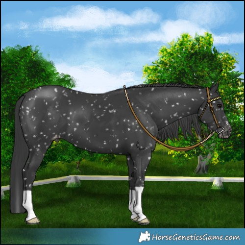 Horse Color:Black Appaloosa 