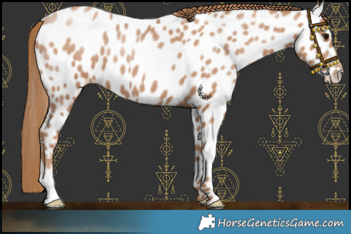 Horse Color:Black Pearl Near Leopard 