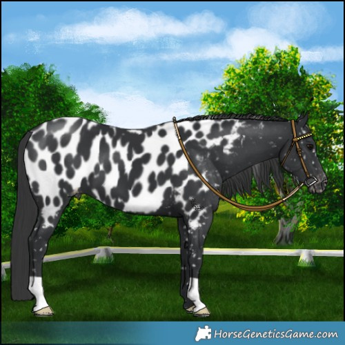 Horse Color:Black Appaloosa 