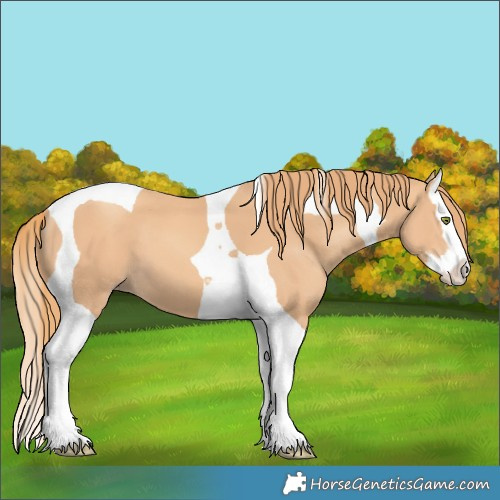 Horse Color:Gold Champagne Splash Tobiano 