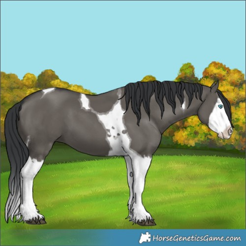 Horse Color:Grullo Splash Tobiano 