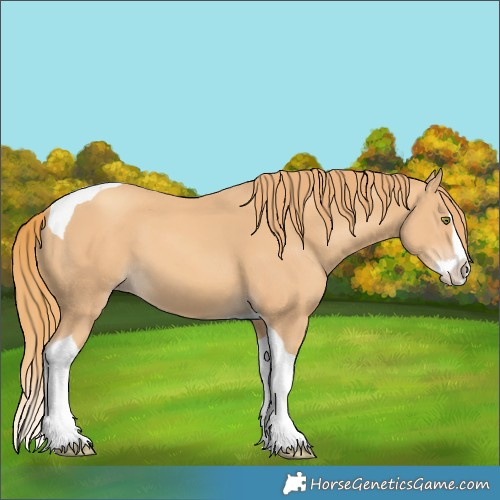 Horse Color:Gold Champagne Splash Tobiano 
