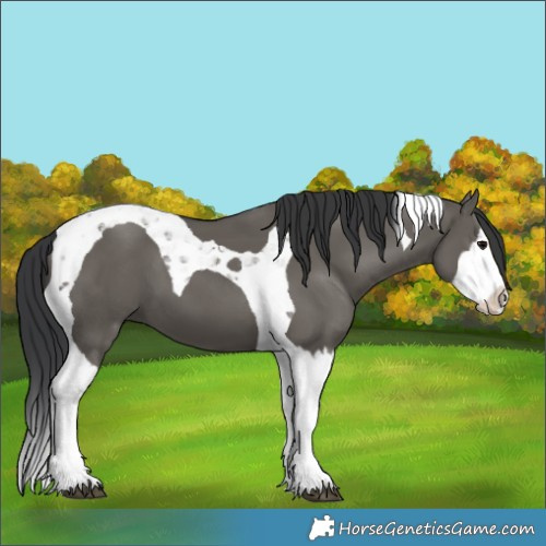 Horse Color:Grullo Splash Tobiano 