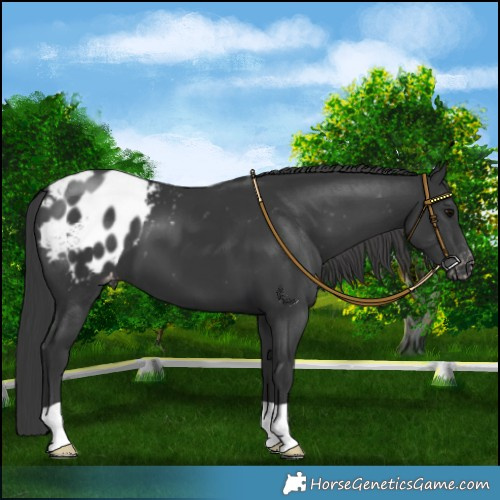 Horse Color:Black Appaloosa