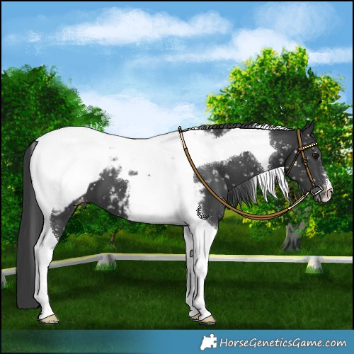 Horse Color:Black Tobiano Appaloosa 