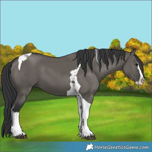 Horse Color:Grullo Splash Tobiano 