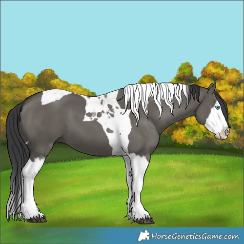 Horse Color:Grullo Splash Tobiano 